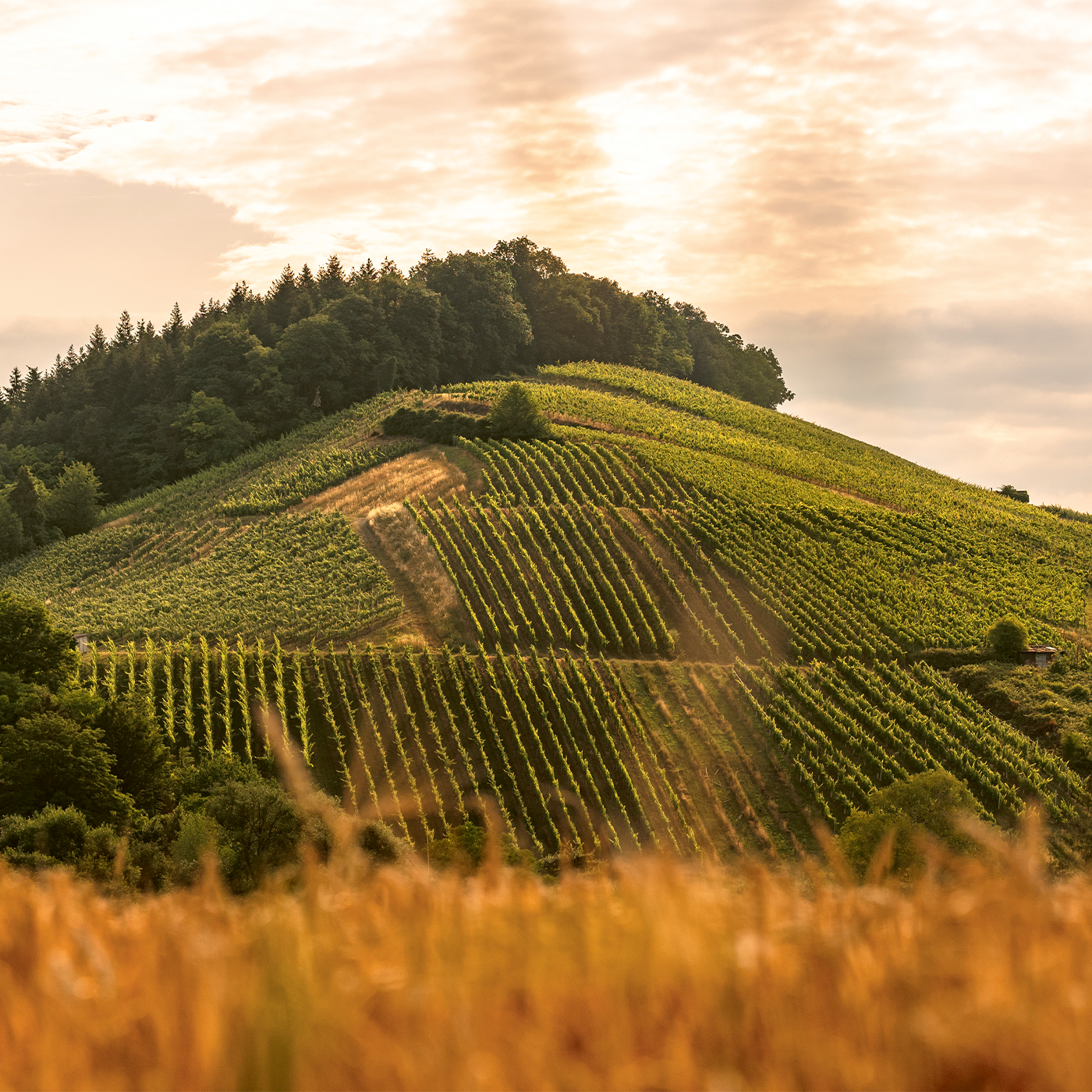 Tradition. Leidenschaft. Genuss.