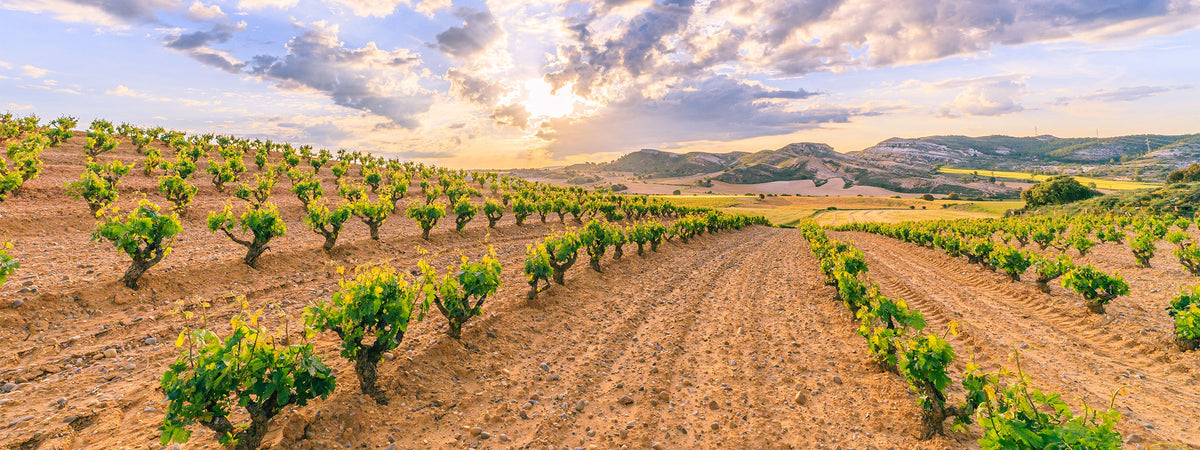 Ribera del Duero
