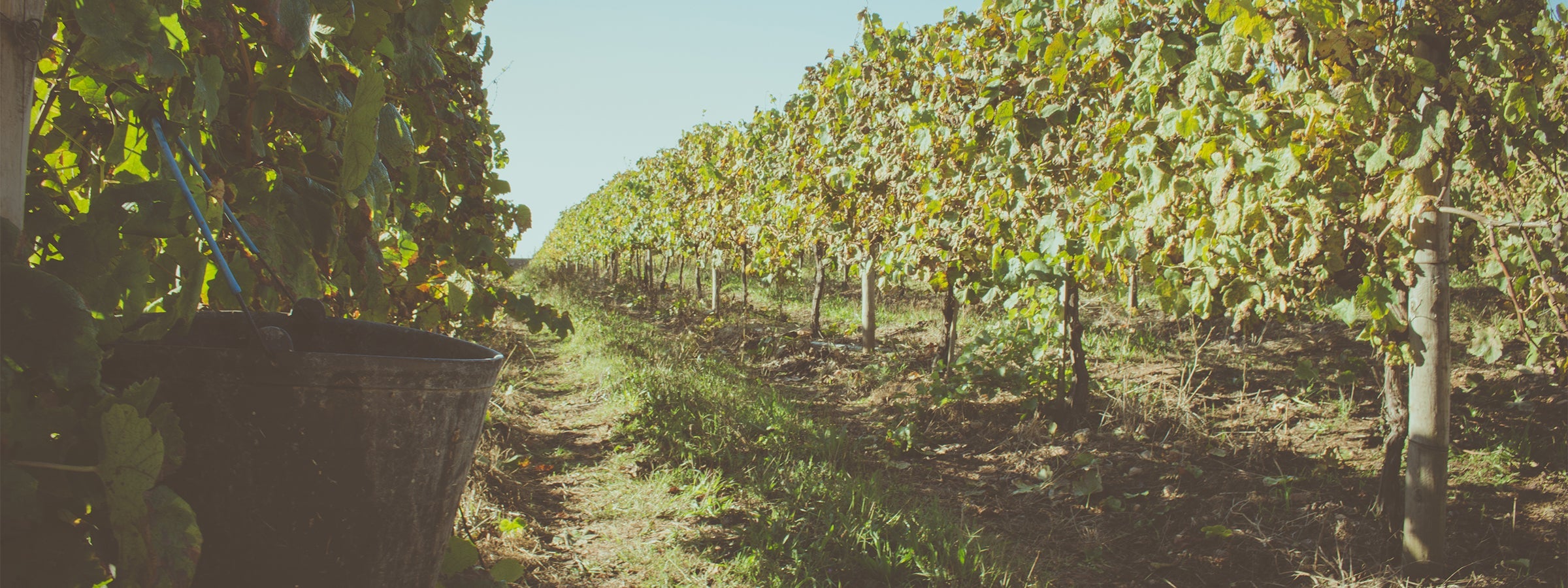 Vinho Regional Minho