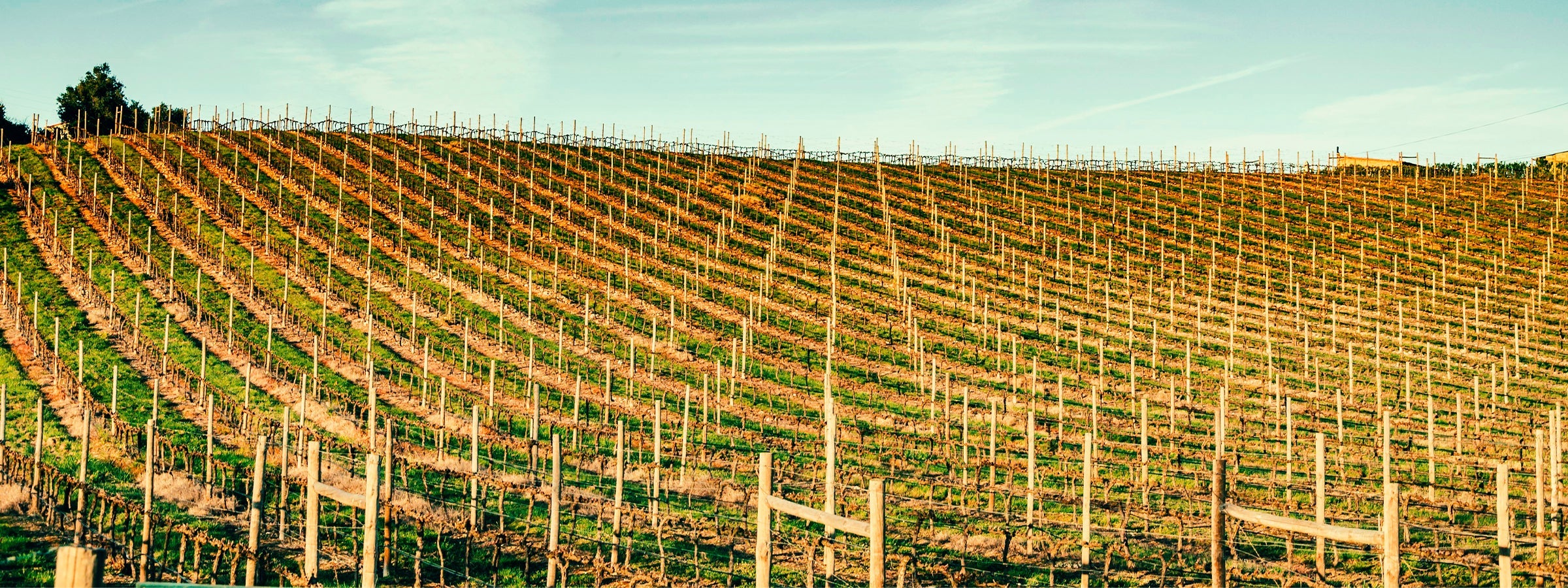 Vinho Verde